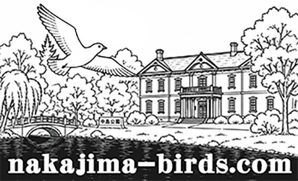 札幌・中島公園、四季の野鳥記録