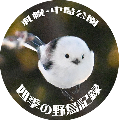 nakajima-birds.com